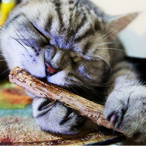 Matatabi Bliss Cat Chewy Sticks