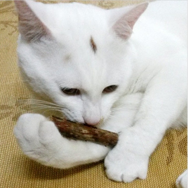 Matatabi Bliss Cat Chewy Sticks