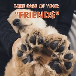 Pet Foot Care Cream